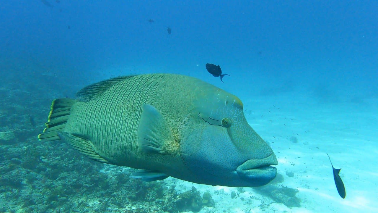 A Napoleon wrasse over a reef, shot underwater without
             correction: the whole frame is a flat blue-green and the fish and
             the sand behind it read as grey.